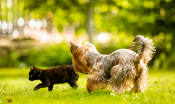 Glukozamin, kedi ve köpeklere yaşam boyu hareket özgürlüğü sunuyor
